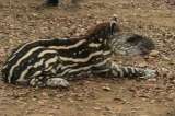 Crean corredor biológico para proteger la danta y el jaguar en la Orinoquía