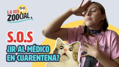 ¿Qué hago si mi mascota se enferma en la cuarentena?