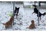 Tierna escena: border collie enseña a cachorro cómo jugar con pelota y conquista las redes