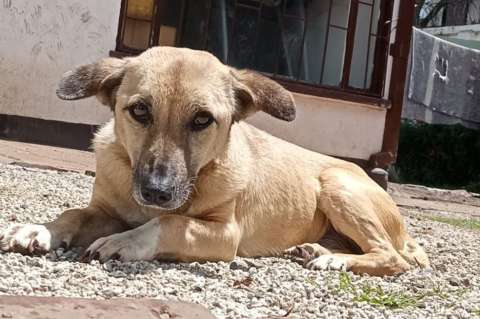 Denuncian que perrita de fundación fue envenenada en Bogotá: esto se sabe del caso