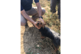 Encuentran en un campo de maíz a niña desaparecida junto a su perro