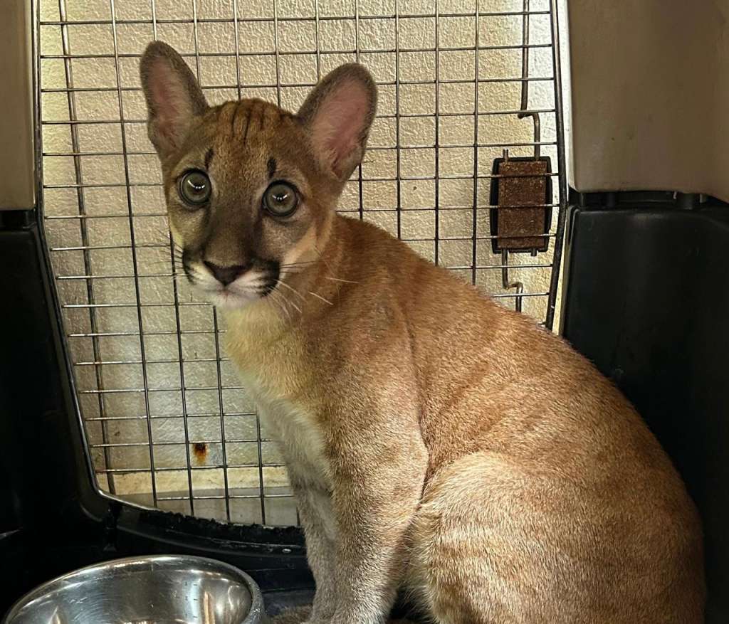 Puma bebé rescatada en Antioquia