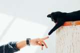 ¿Por qué los gatos tiran las cosas al suelo? Estas son las principales razones
