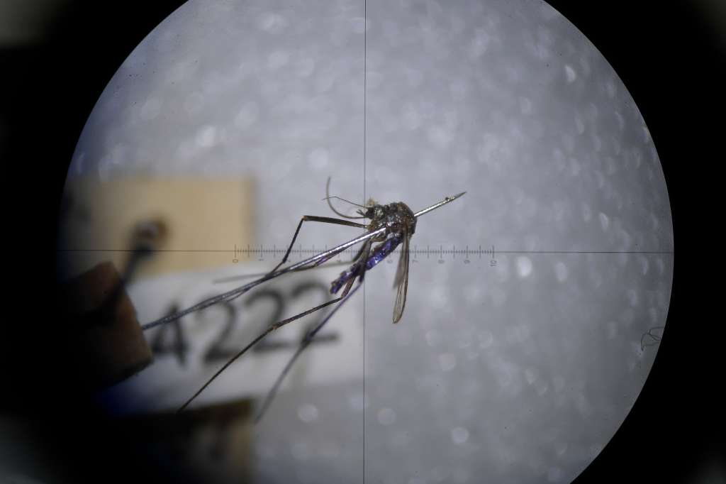 Científicos estudian los mosquitos que transmiten la fiebre amarilla.