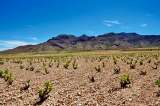 Monastrell: fuerte bajo el sol 
