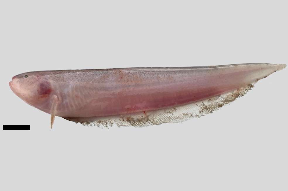 Imagen de la especie de pez eléctrico 'Sternarchella calhamazon'.