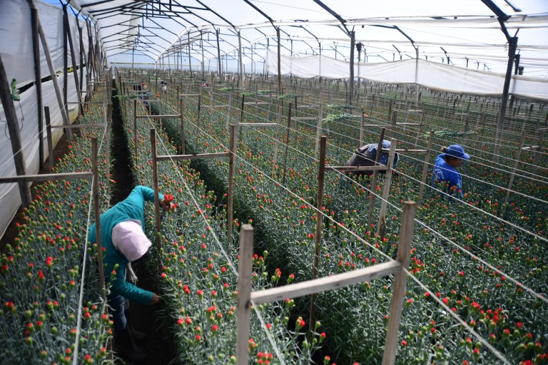 Cultivo de Flores