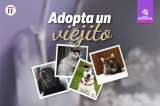“Adopta un viejito”: la campaña que busca hogares para animales mayores en el país