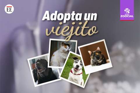 “Adopta un viejito”: la campaña que busca hogares para animales mayores en el país