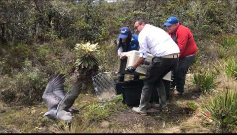 Águila que había perdido su capacidad de vuelo regresó a su hábitat, tras rehabilitación