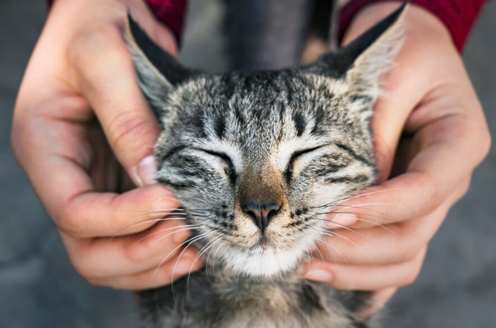 ¿Qué significa que un gato desconocido se frote sobre usted?