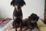 Ellos son Maze y Doby, dos perritos abandonados y maltratados que necesitan su ayuda