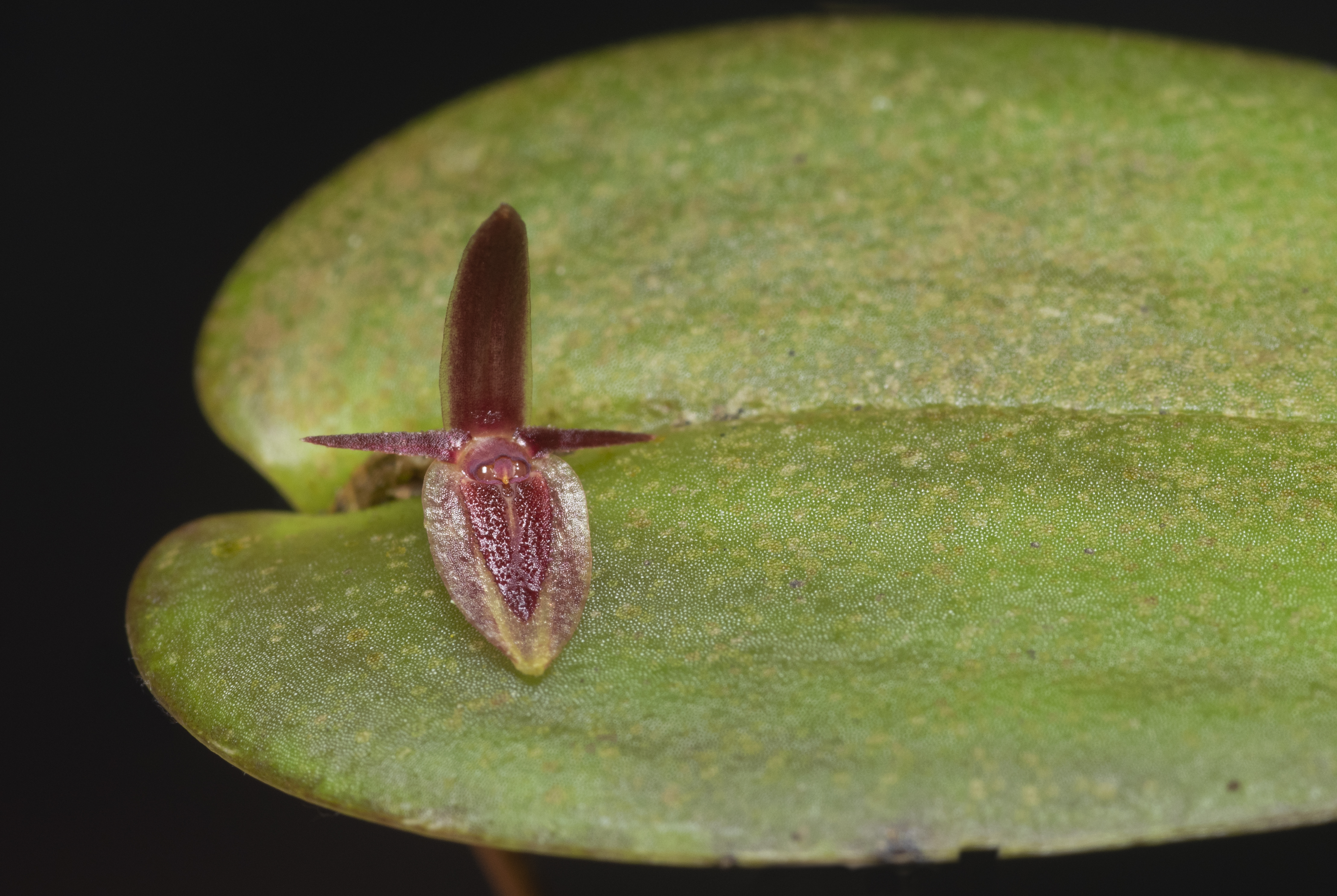 Pleurothallis franciana, especie nombrada en honor a Francia Márquez.