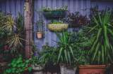 Tips para un jardín floreciente: solucione los problemas que impiden la floración