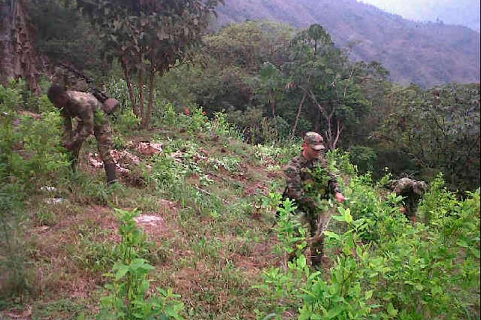 Soldados del Ejército realizan la erradicación del cultivo ilícito.