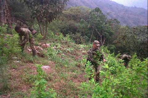 Ejército detonó de manera controlada mina antipersona en un cultivo de coca