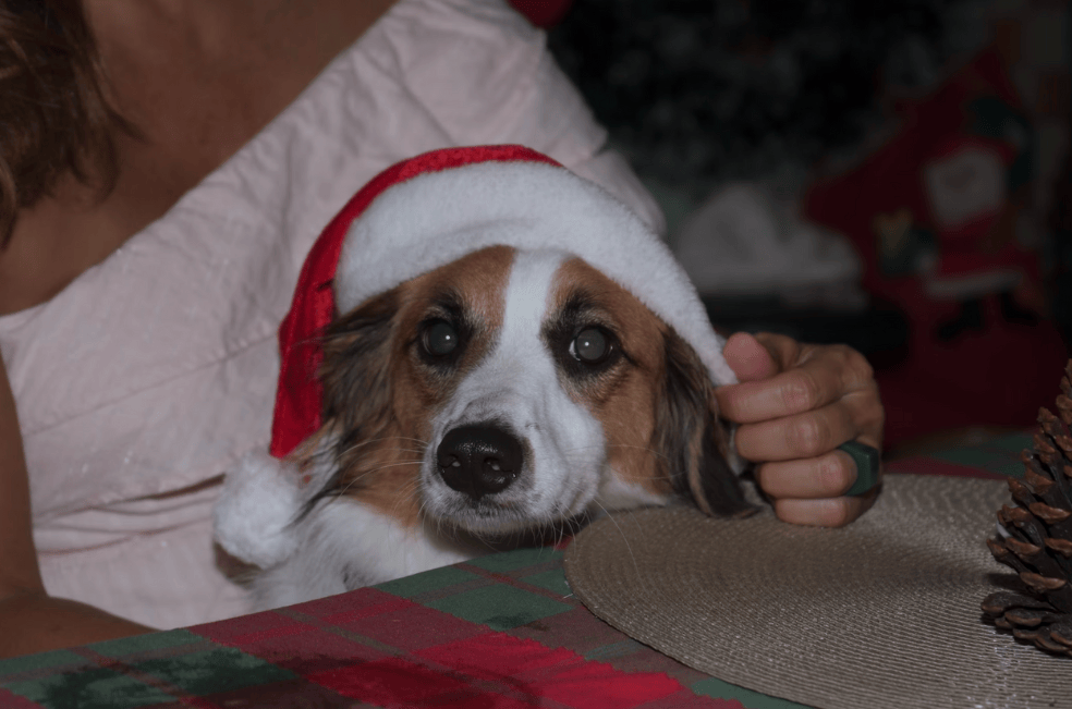¿Cómo calmar a mi mascota cuando hay pólvora?