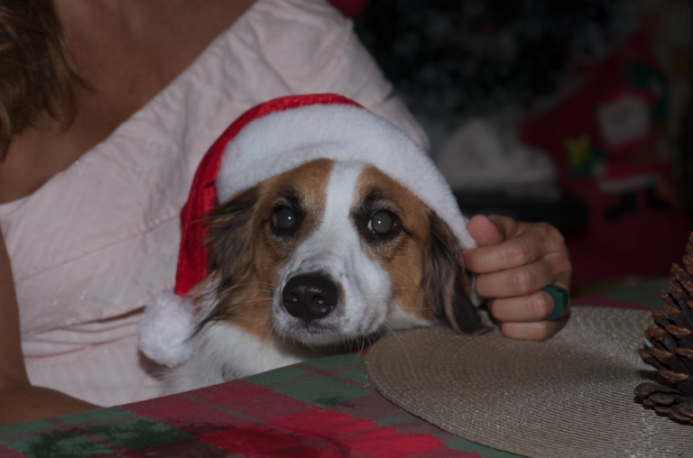 Animales en Bogotá sufren por la pólvora navideña: así puede ayudarlos en diciembre