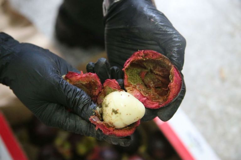 Incautan en Bogotá cocaína con destino a Hong Kong oculta en frutas exóticas