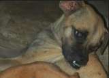 Dulce nunca soltó a sus cachorros: ahora esta perrita mamá lucha contra el cáncer