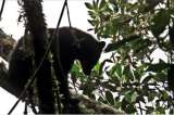 La única especie de oso que habita en Colombia podría desaparecer en 30 años