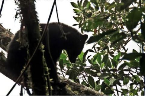 La única especie de oso que habita en Colombia podría desaparecer en 30 años