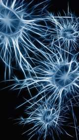 Una investigación sugiere que el cerebro humano evolucionó a partir de dos órganos separados