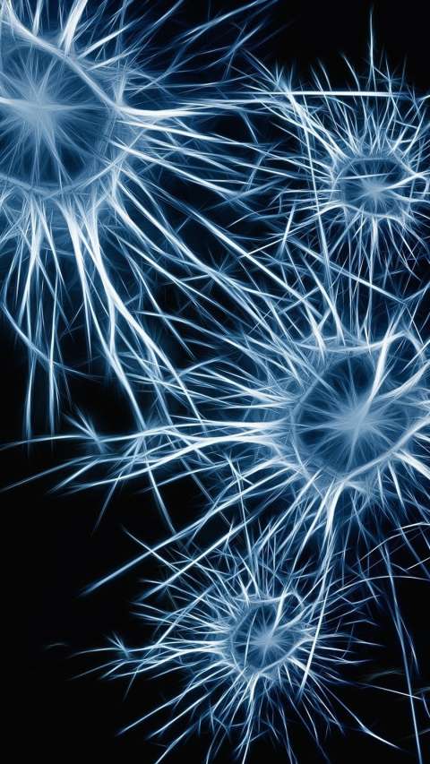 Una investigación sugiere que el cerebro humano evolucionó a partir de dos órganos separados