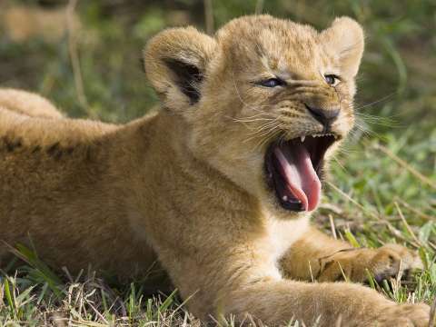 Por no poder alimentarlos, dueño de zoológico pone tres cachorros de león a la venta