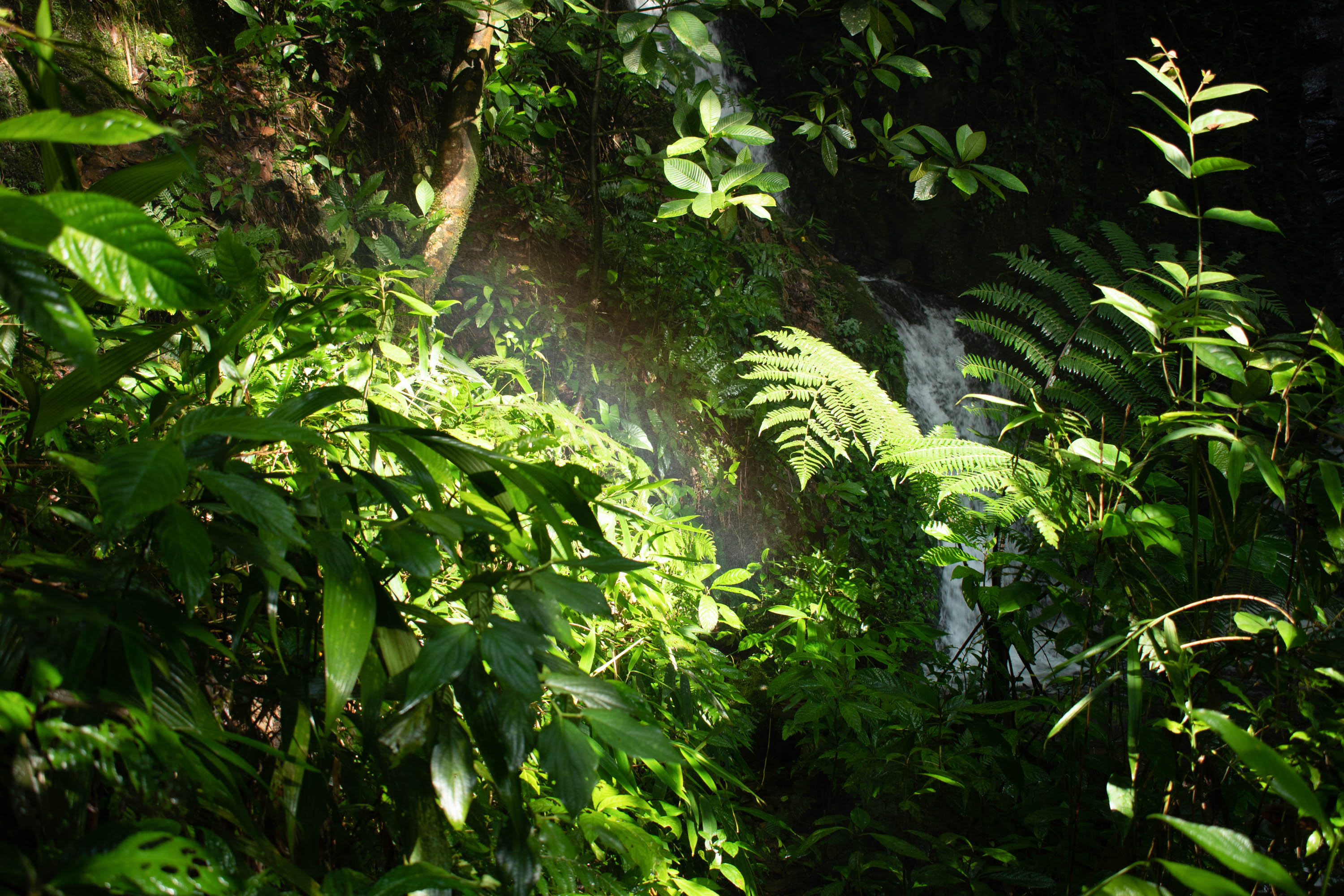 Reforestación Valle del Cauca