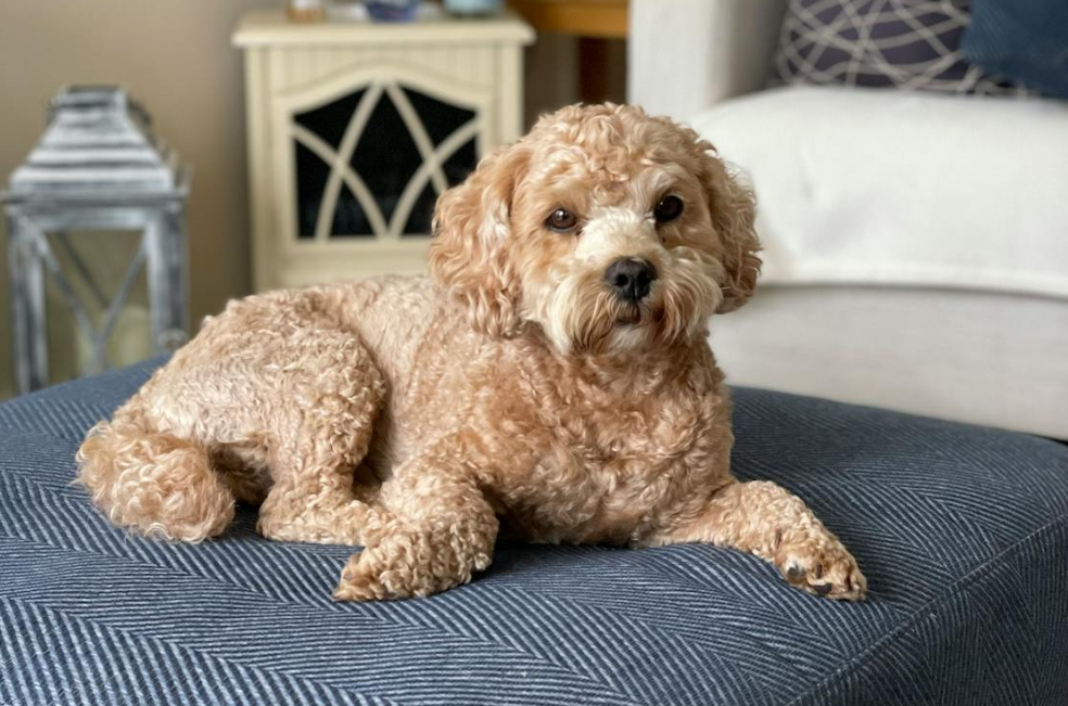 Nueva raza de perro favorita de los ingleses