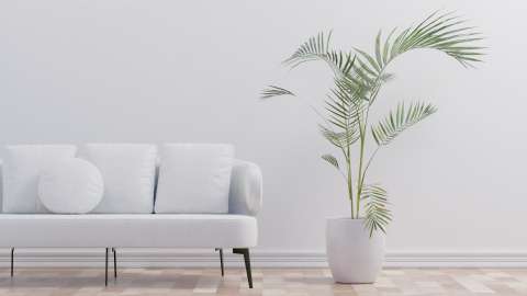 ¿Cómo saber si una planta necesita una maceta más grande? Estas son las señales