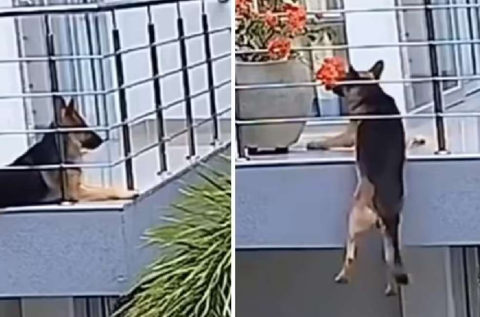 Varios usuarios destacaron la fuerza y el instinto de supervivencia del perro, mientras que otros criticaron la falta de medidas de seguridad.