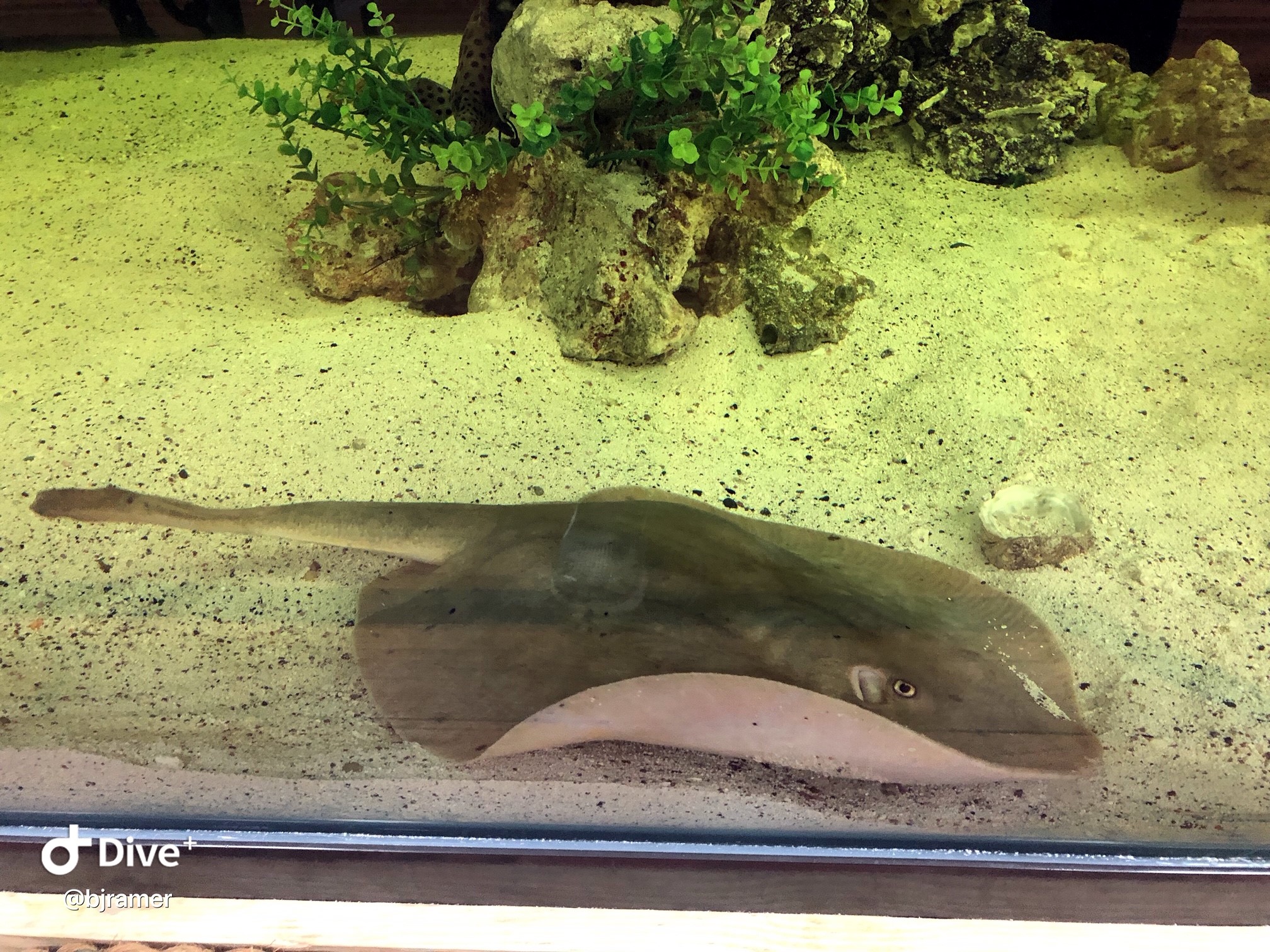 La mantarraya que quedó embarazada sin intervención de un macho.
