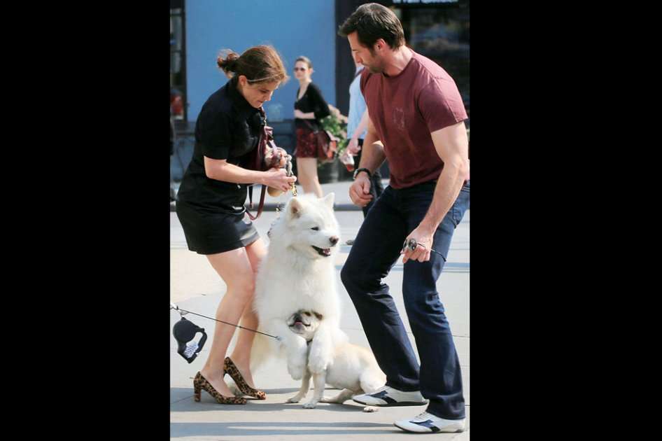 Hugh Jackman y una desconocida intentan separar a sus perros. / Bang Showbiz.