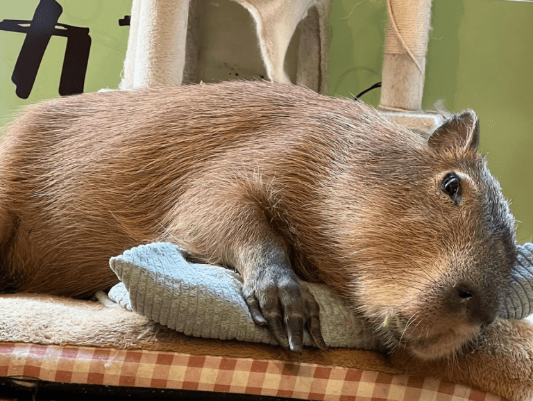 Cafeterías y restaurantes con animales: ¿entretenimiento o maltrato animal?