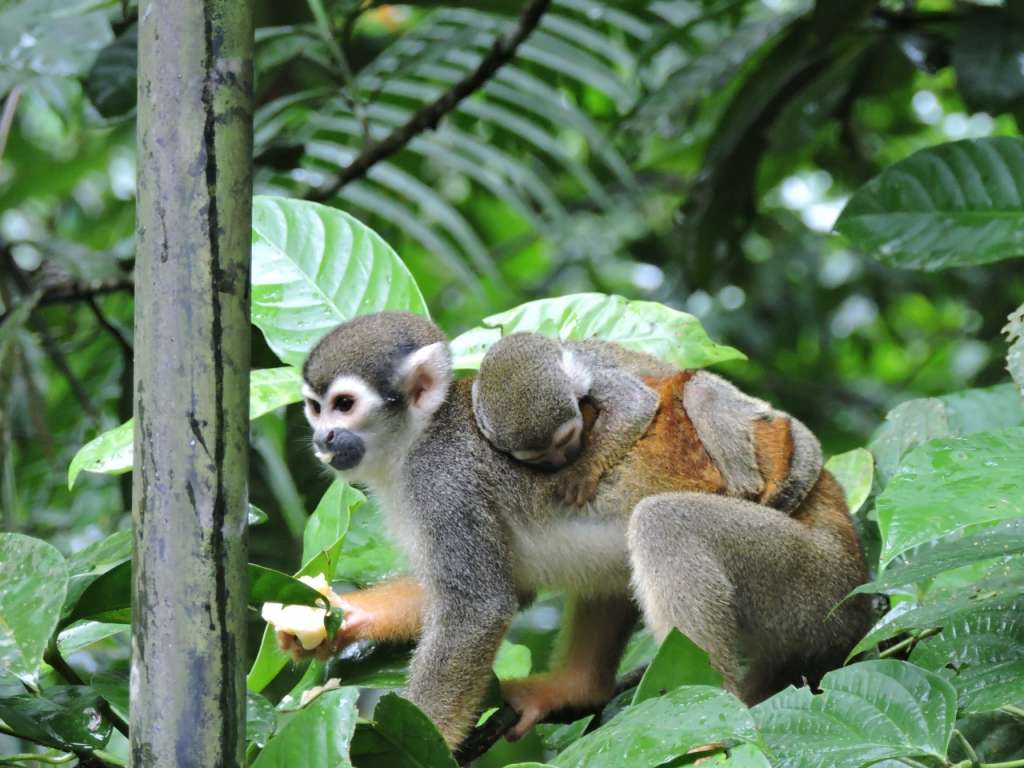 Es el primero con más aves, orquídeas y mariposas, y el segundo con más diversidad de anfibios, peces dulceacuícolas, reptiles, palmas y plantas en general.