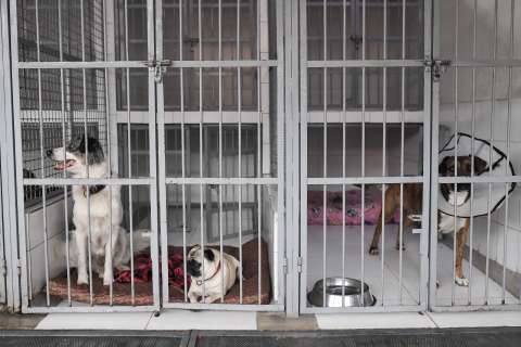 Así puede ser padrino mes a mes y ayudar animales rescatados en Barranquilla