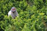 Ejército suspende acompañamiento en erradicación de coca en Valdivia, Antioquia
