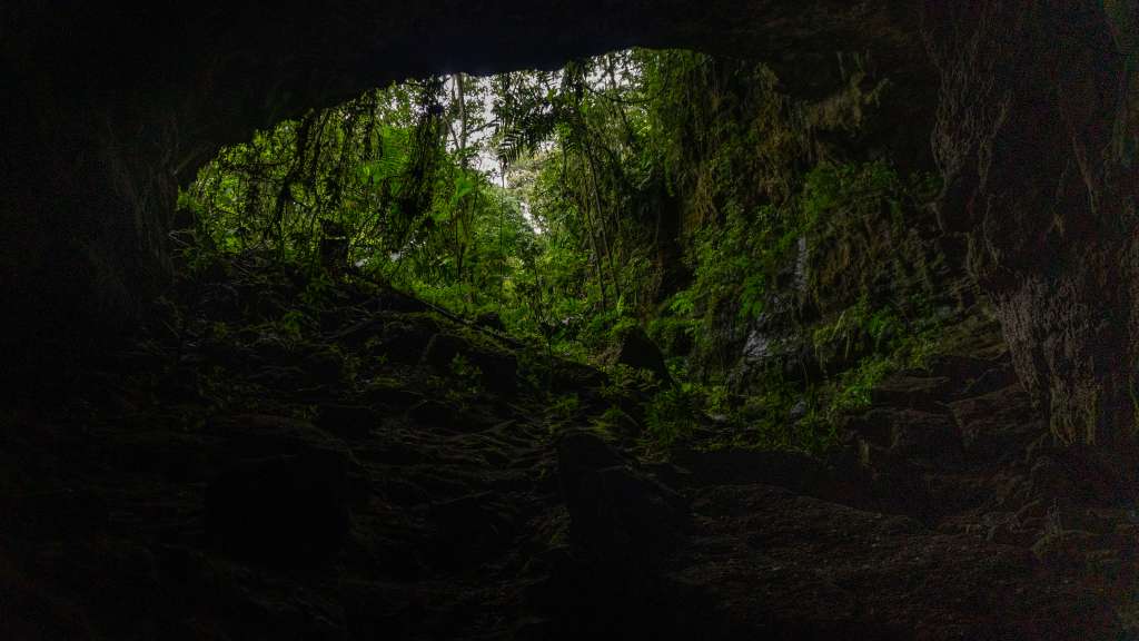 La historia de Parques Nacionales Naturales comenzó en 1960, cuando se declaró el primer parque nacional natural del país: Cueva de los Guácharos.