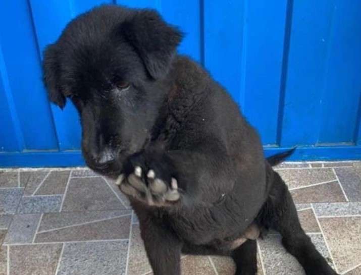 Sasha hace parte de una manada de seis perritos que acompañaban a los trabajadores del lugar. Hasta el momento no se sabe nada de ella.
