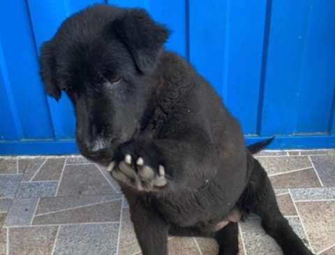 Sasha, perra desaparecida durante el incendio en la Calle 80 fue encontrada muerta