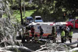 Mujer resultó herida tras la caída de rama de un árbol en Bogotá