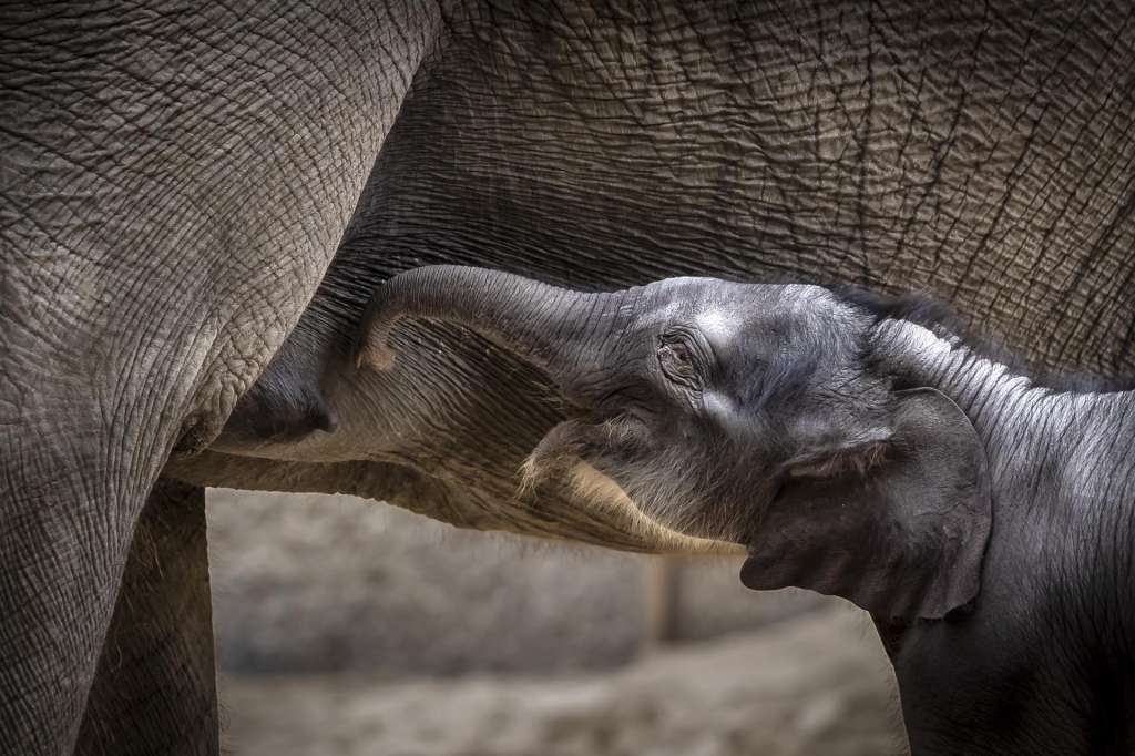 Zurich (Switzerland), 20/04/2025.- Una cría de elefante reacciona junto a su madre, Farha, este domingo en el zoologico de Zúrich (Suiza). EFE/EPA/EFE/ Michael Buholzer
