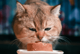 Estos gatos no concursan por la gloria, sino por el salmón