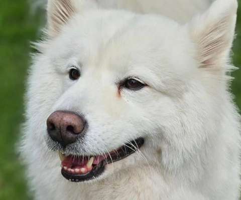 Con un bebé en casa, la familia de Milly ya no pudo cuidarla: ahora busca un hogar