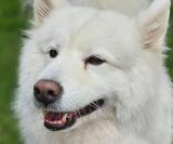 Con un bebé en casa, la familia de Milly ya no pudo cuidarla: ahora busca un hogar