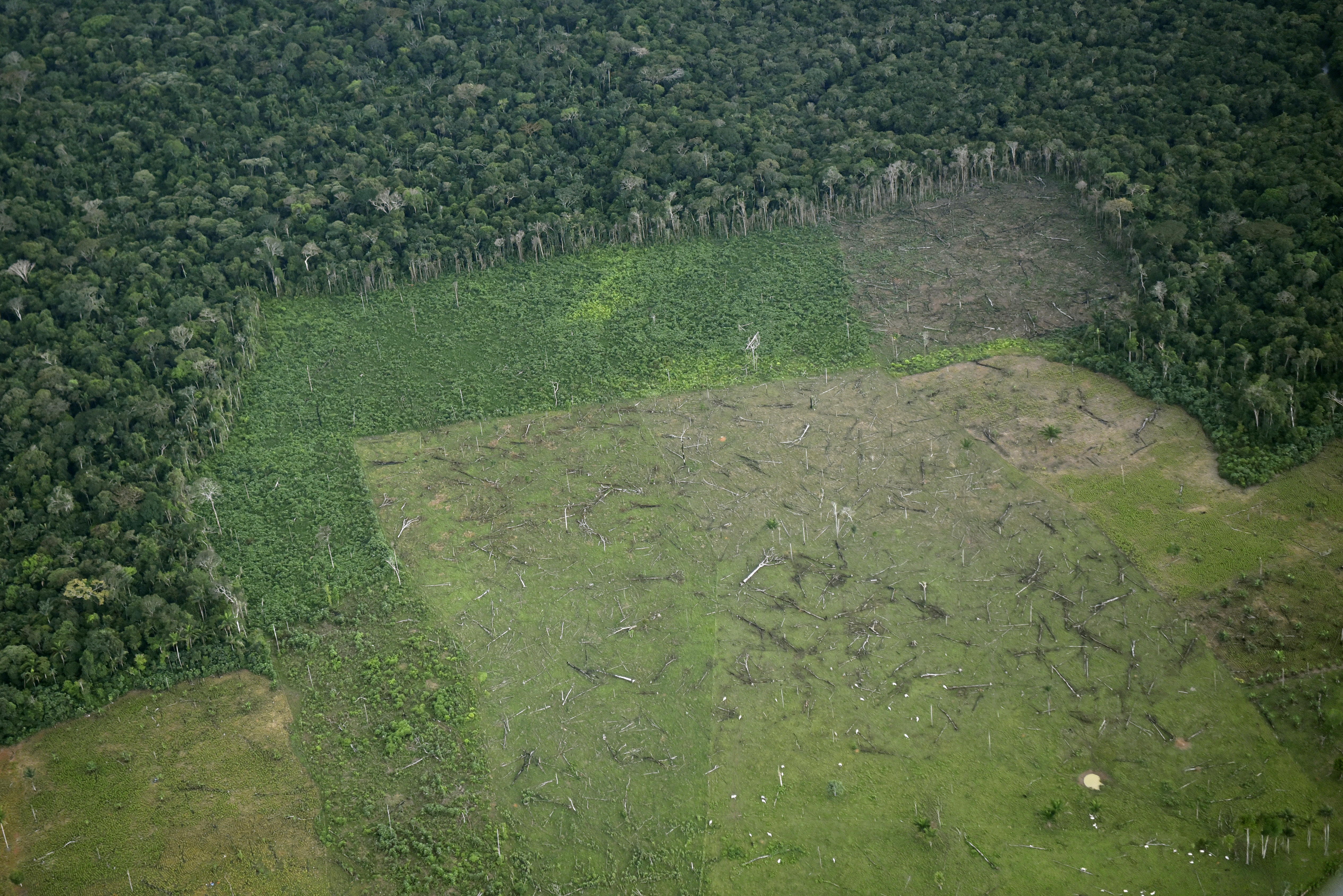 Deforestación en Chiribiquete