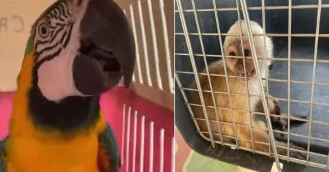 Dos guacamayas y un primate fueron incautados en zona rural de Quimbaya, Quindío