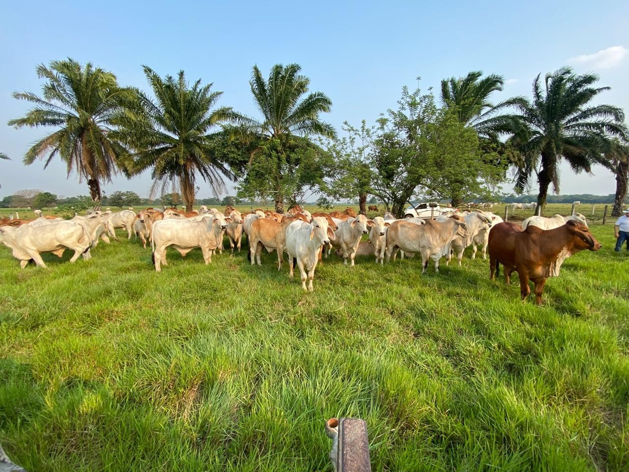 La ley plantea articular los sistemas del sector agropecuario, el ambiental y el catastral.